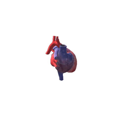 Heart Realistic MED POLY